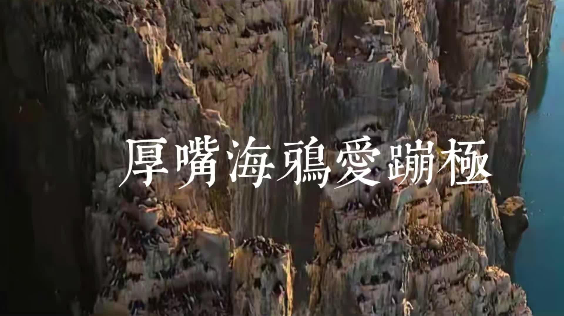 厚嘴海鸦爱蹦极