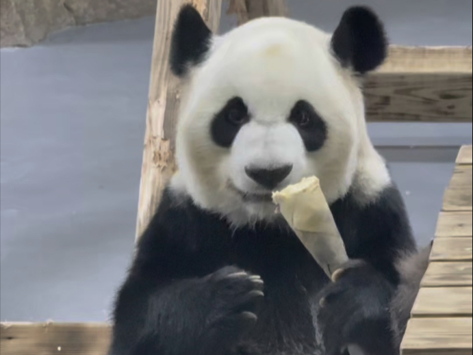 加悦悦心情美丽，巡场一半就开始干饭