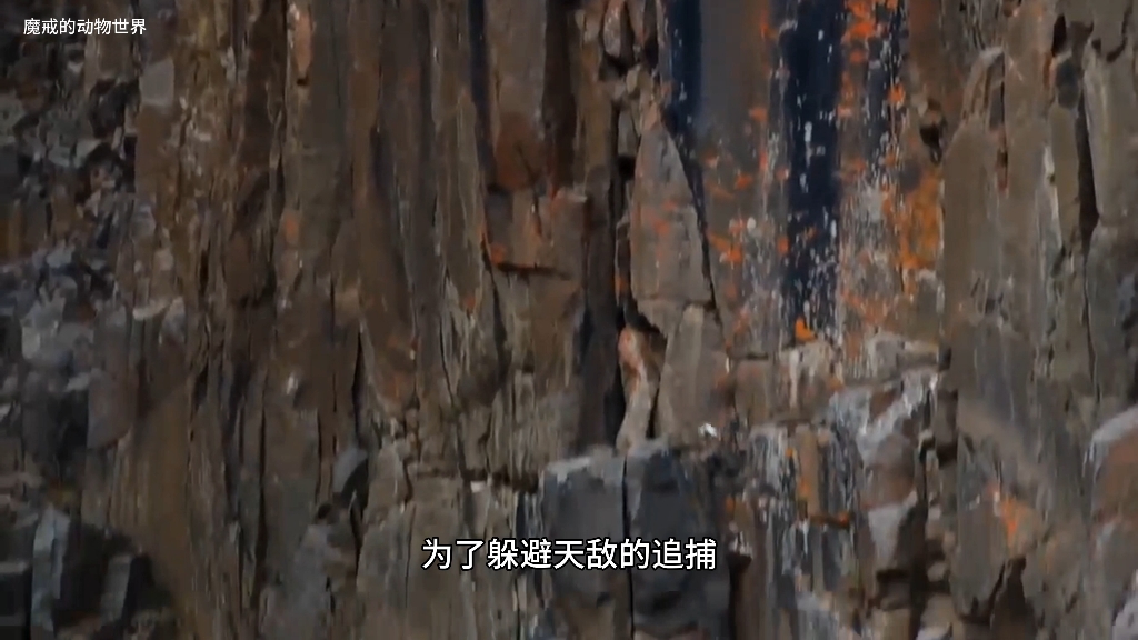 白颊黑雁飞跃悬崖，它能活下来么？#野生动物#白颊黑雁