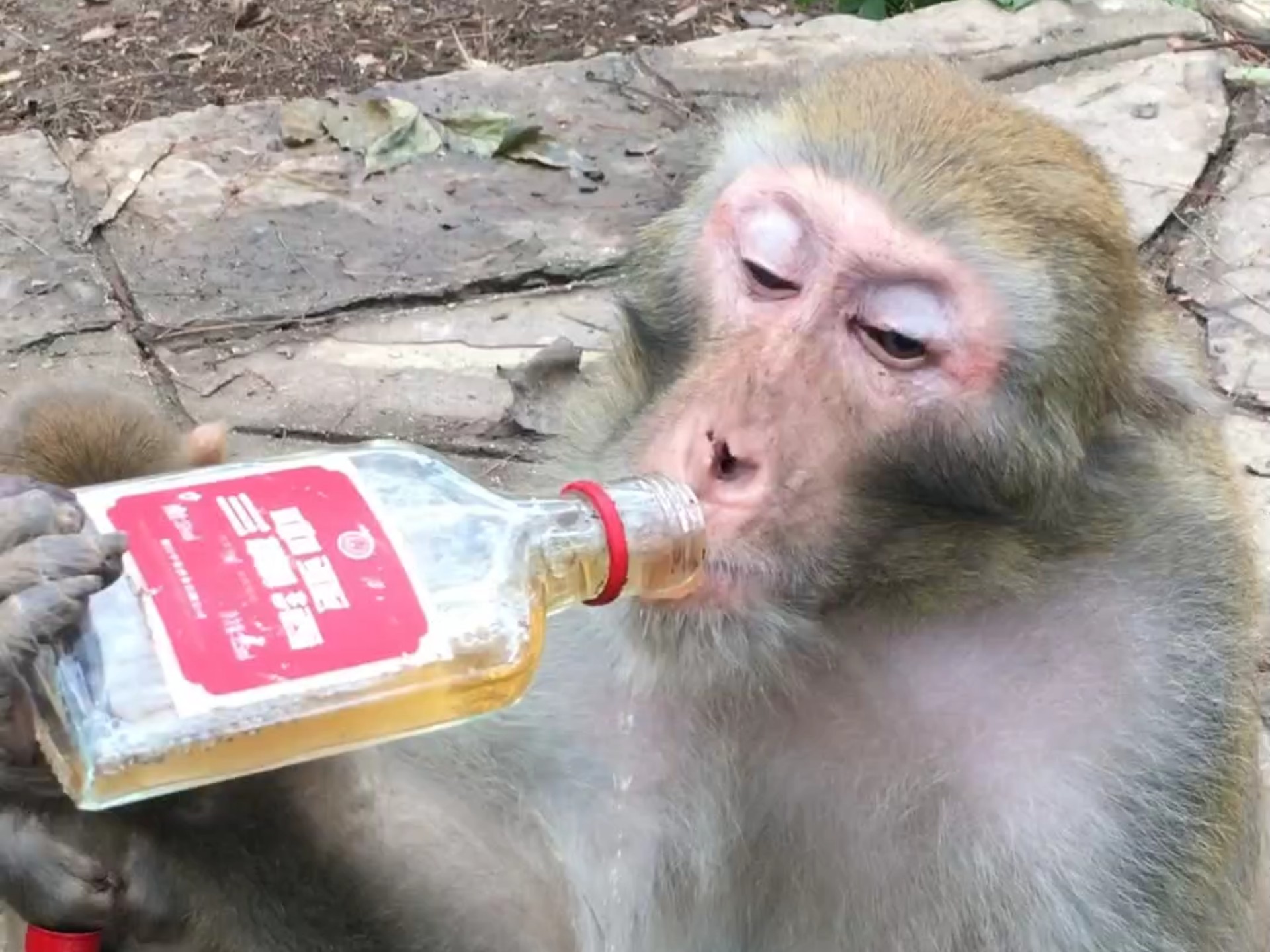 酒水猴