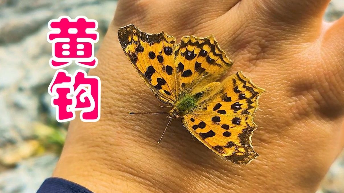 044【黄钩蛱蝶】鳞翅目,蛱蝶科【北京生物多样性】
