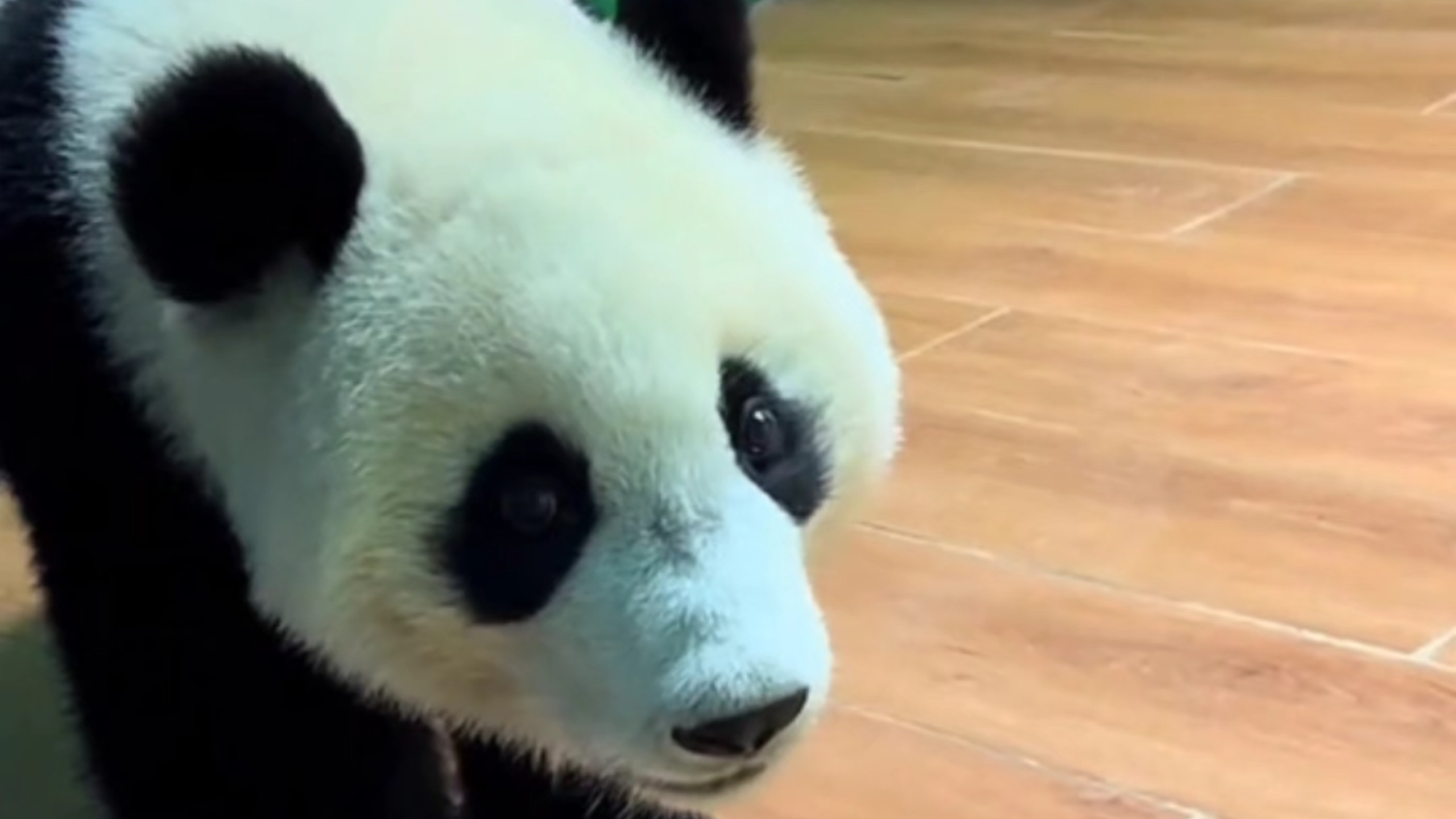 妹猪动作熊熊祟祟的，不知道又再想什么鬼点子了