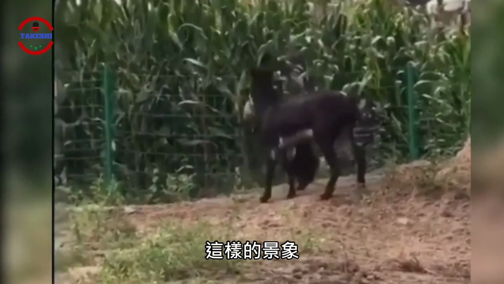 20-[生物放大鏡]意想不到守衛農場的強大神獸  狼都不是對手