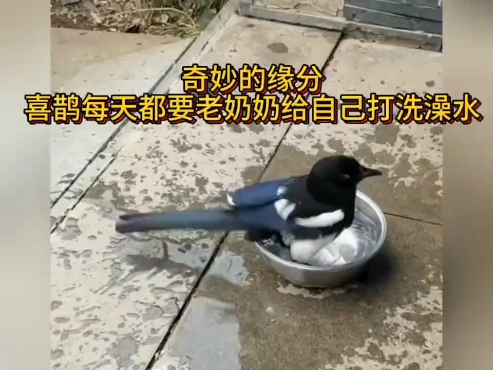 喜鹊每天都要老奶奶给自己打洗澡水。