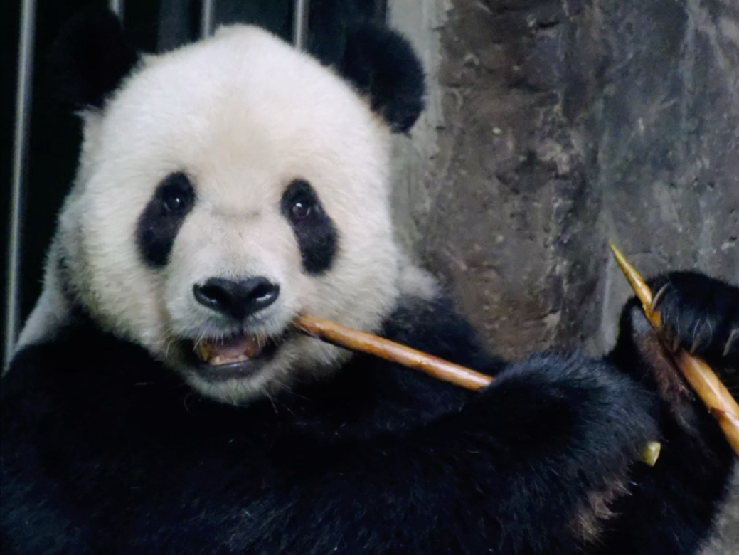 这小熊精 过生日吃笋笋要两根两根的吃～