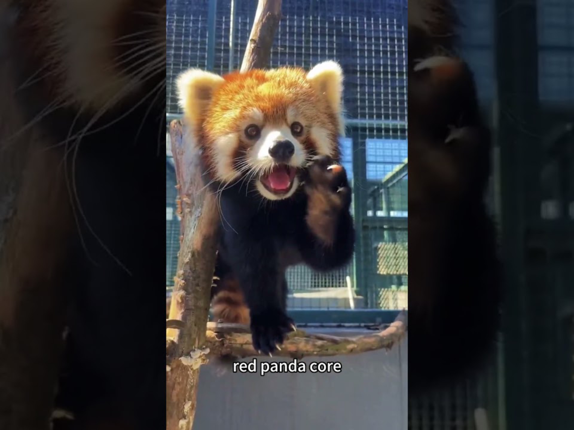 小熊猫超可爱