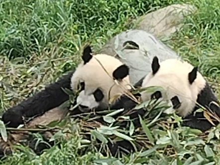 成都熊猫基地的意外收获，太可爱了。