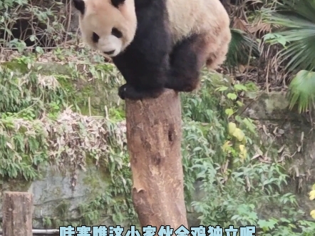 金熊独立#国宝不愧是国宝#大熊猫