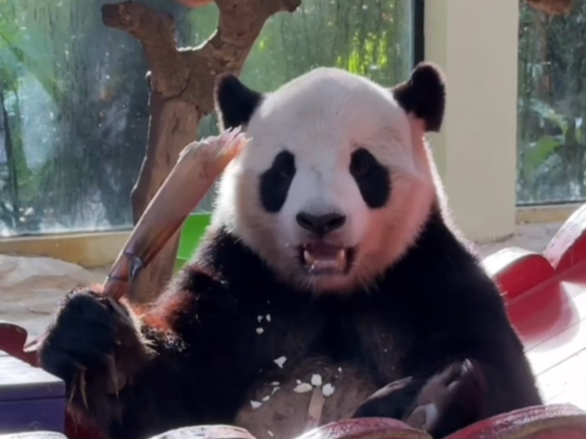 我们的搞笑少爷隆仔仔~来源：广州长隆熊猫村