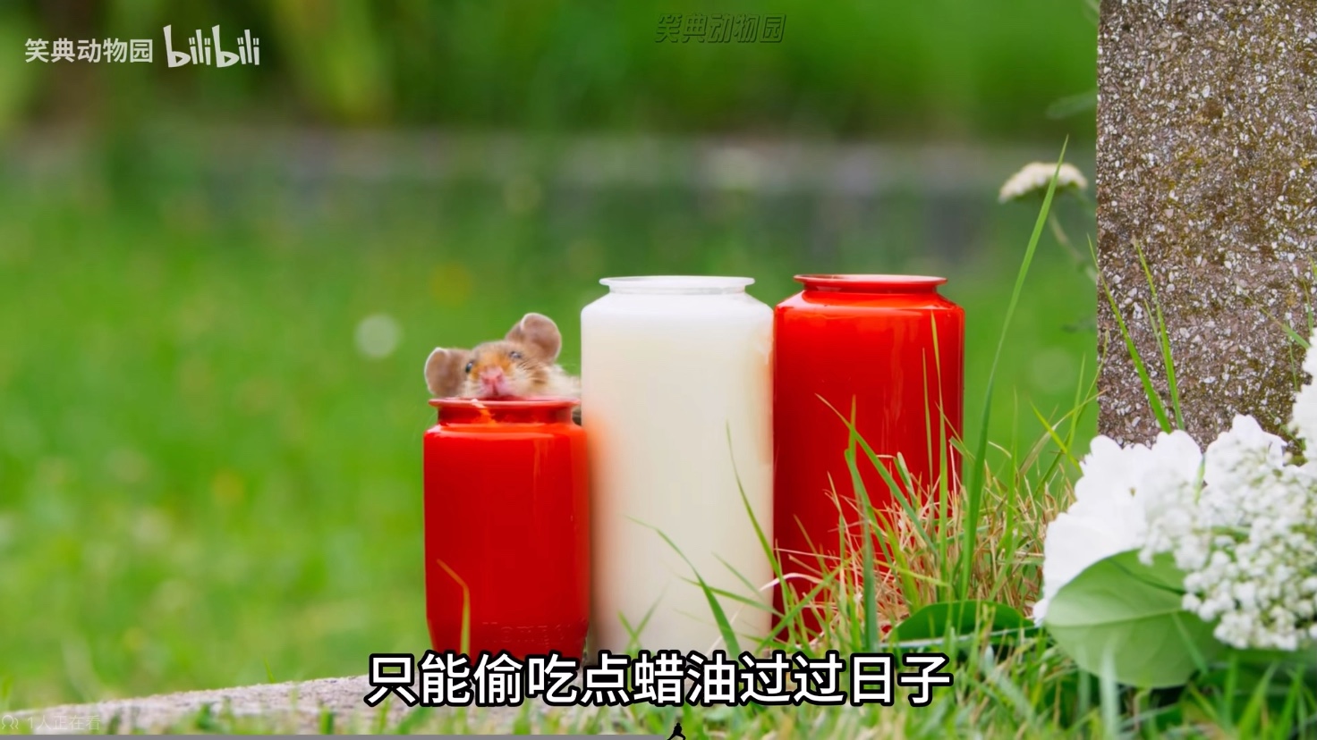搞笑解说动物世界