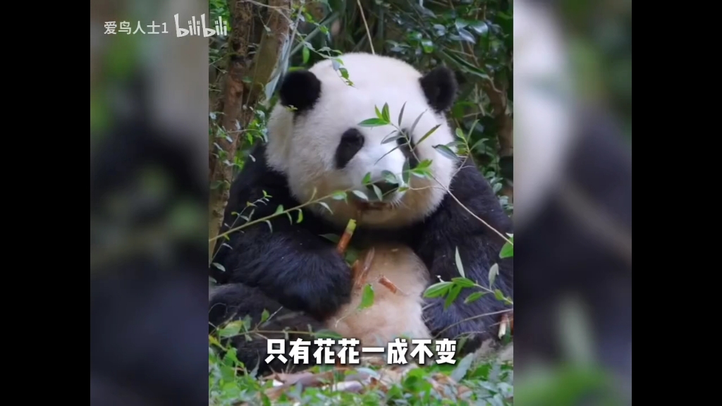 【回忆像把倒】最新视频上线，求关注！