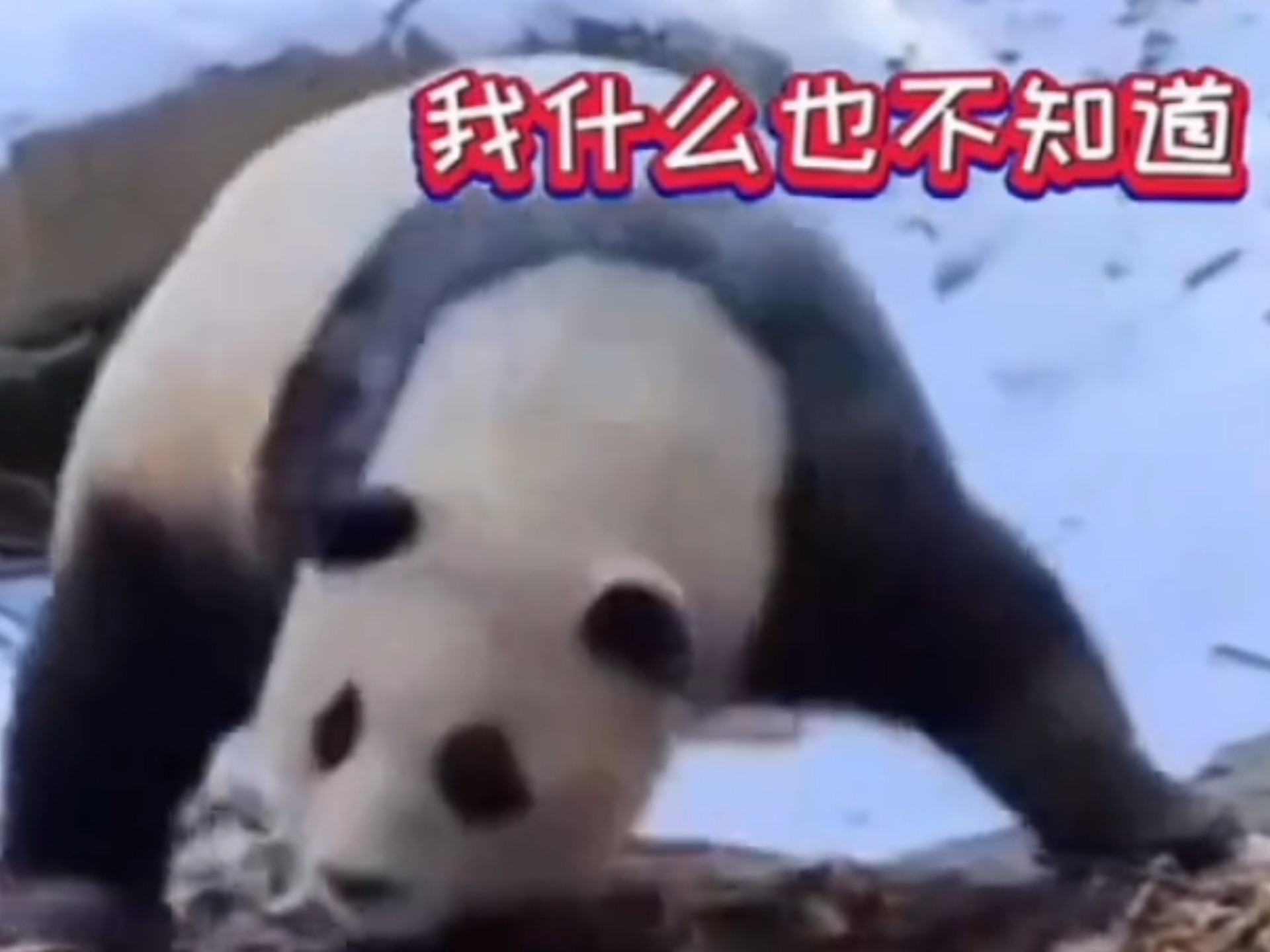 福宝打野被抓包