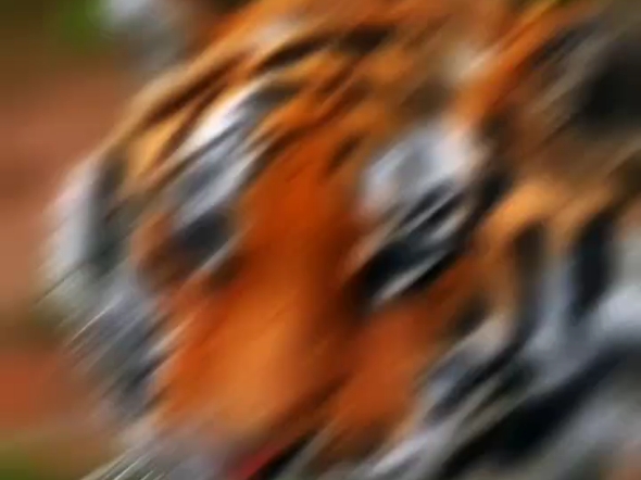 老虎vs猫 同体型