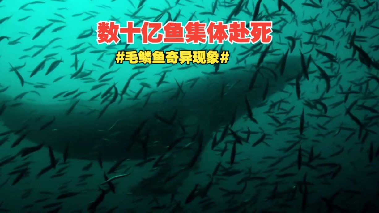 自然界的繁衍天花板：几十亿条毛鳞鱼用“集体自杀”，喂饱整个生