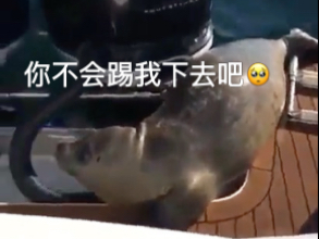 被鲨鱼追的小海豹跳上船，眼神可怜的看着人类