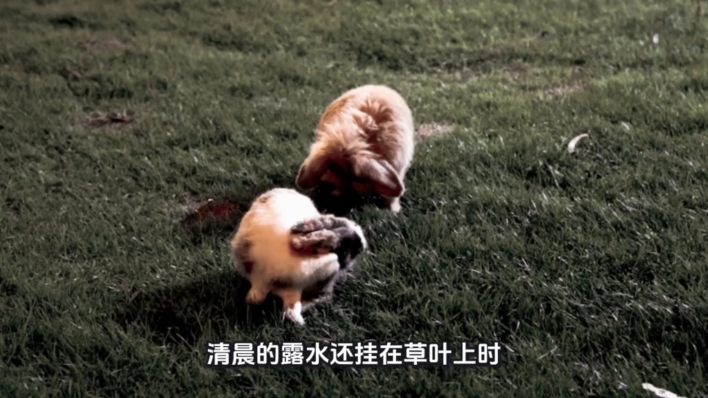 《小兔的小花被》