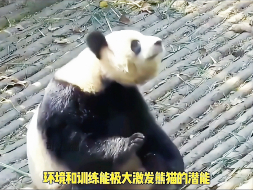 大熊猫的智商有多高？