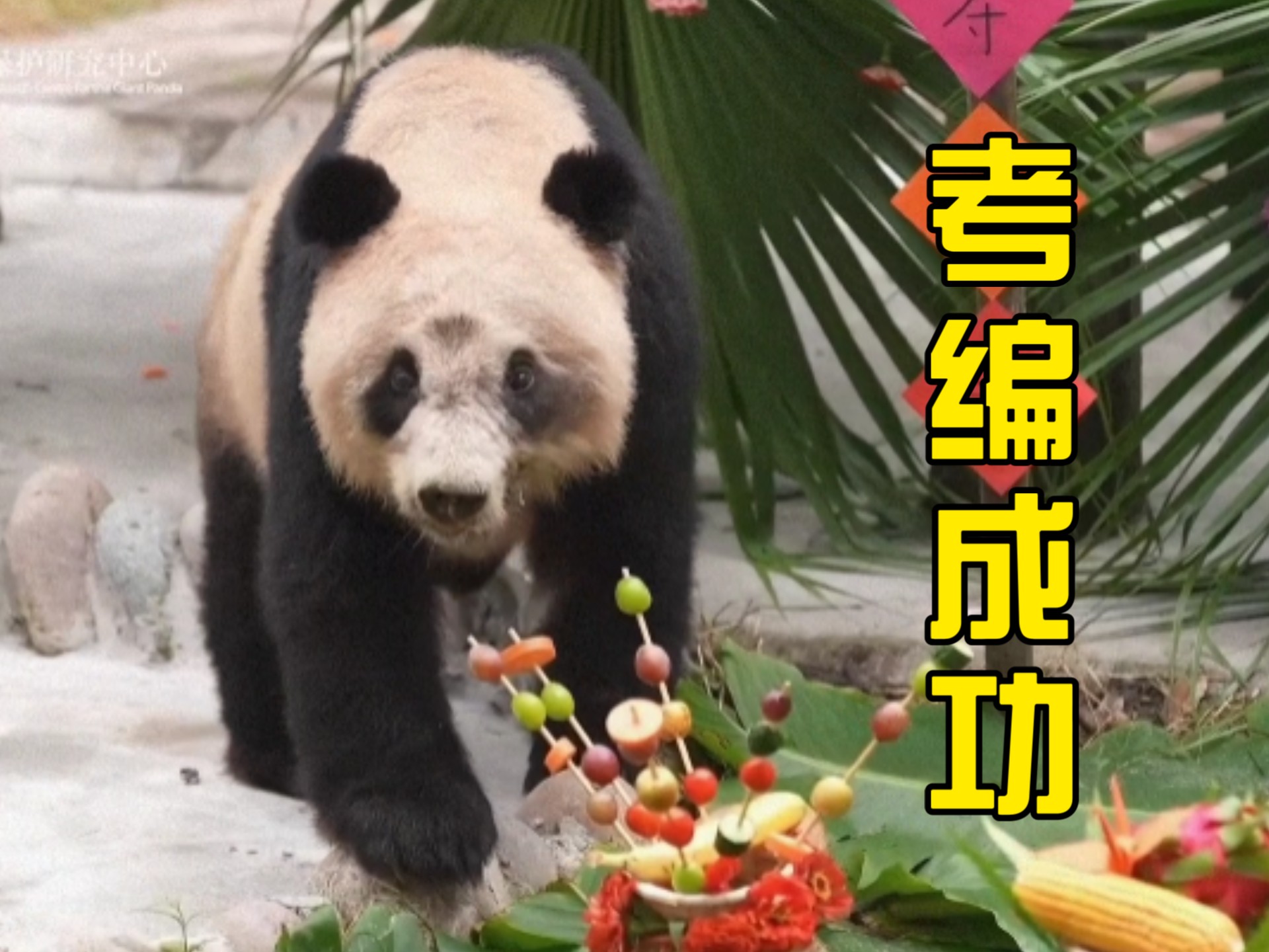 又一个被救助下山养老的熊孩子