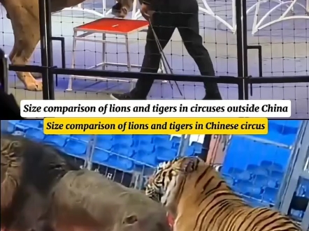 狮子和老虎体型差距:视角差异性有多重要