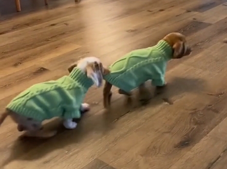 当你有一只腊肠犬～