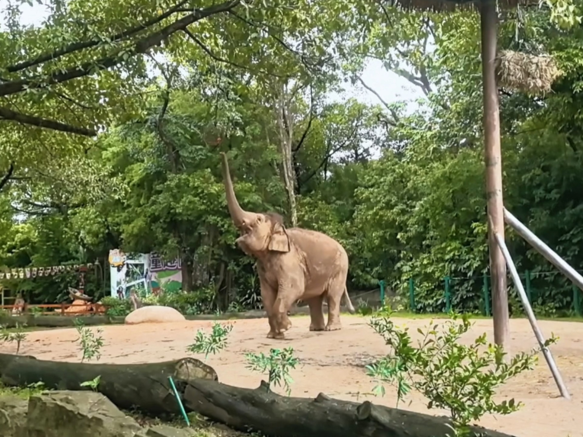 小玛对果篮单方面的爱，等都要等到隆隆走开
