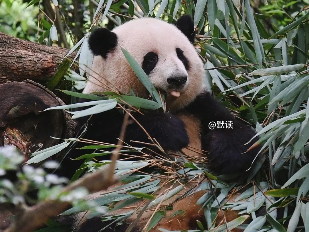 9.3花姐一天到晚要迷亖谁呢#大熊猫和花和叶#大熊猫#来这吸熊