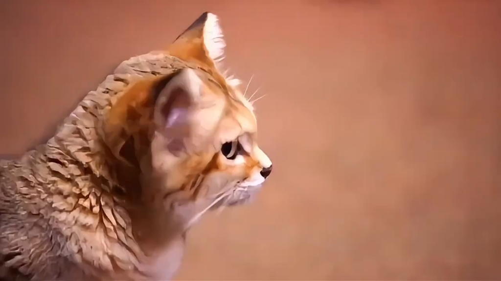沙漠之王沙丘猫。