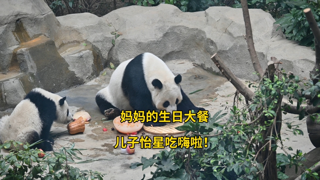 8.22 小怡星吃嗨啦！