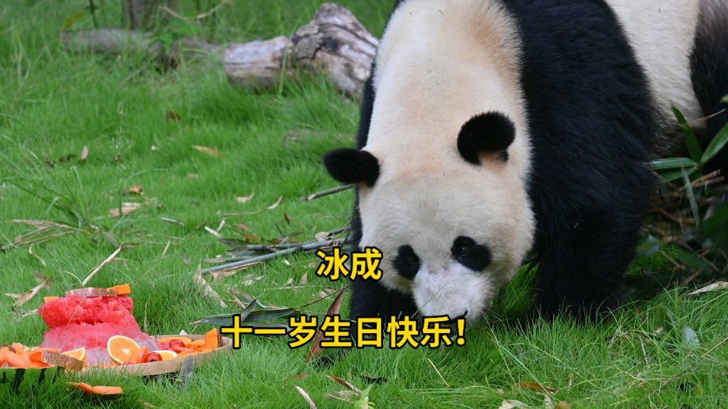 8.22 冰成 十一岁生日快乐！