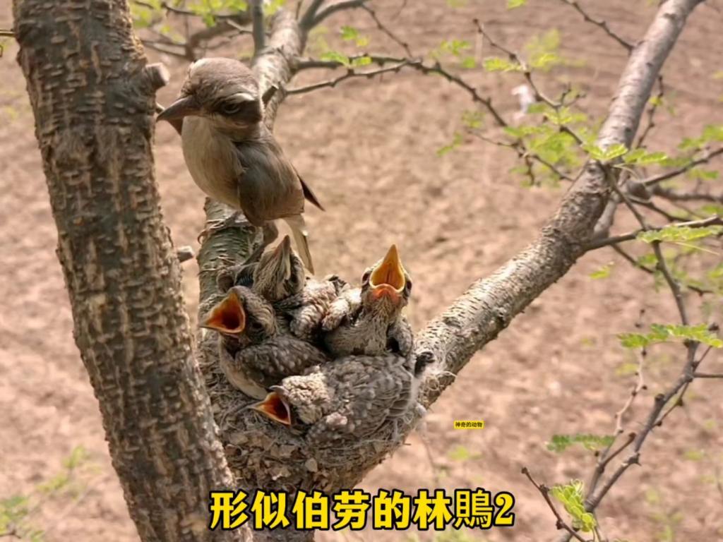 巴掌大的窝原本挤着四只娃，可现在只剩下三只，另一只去哪里了？