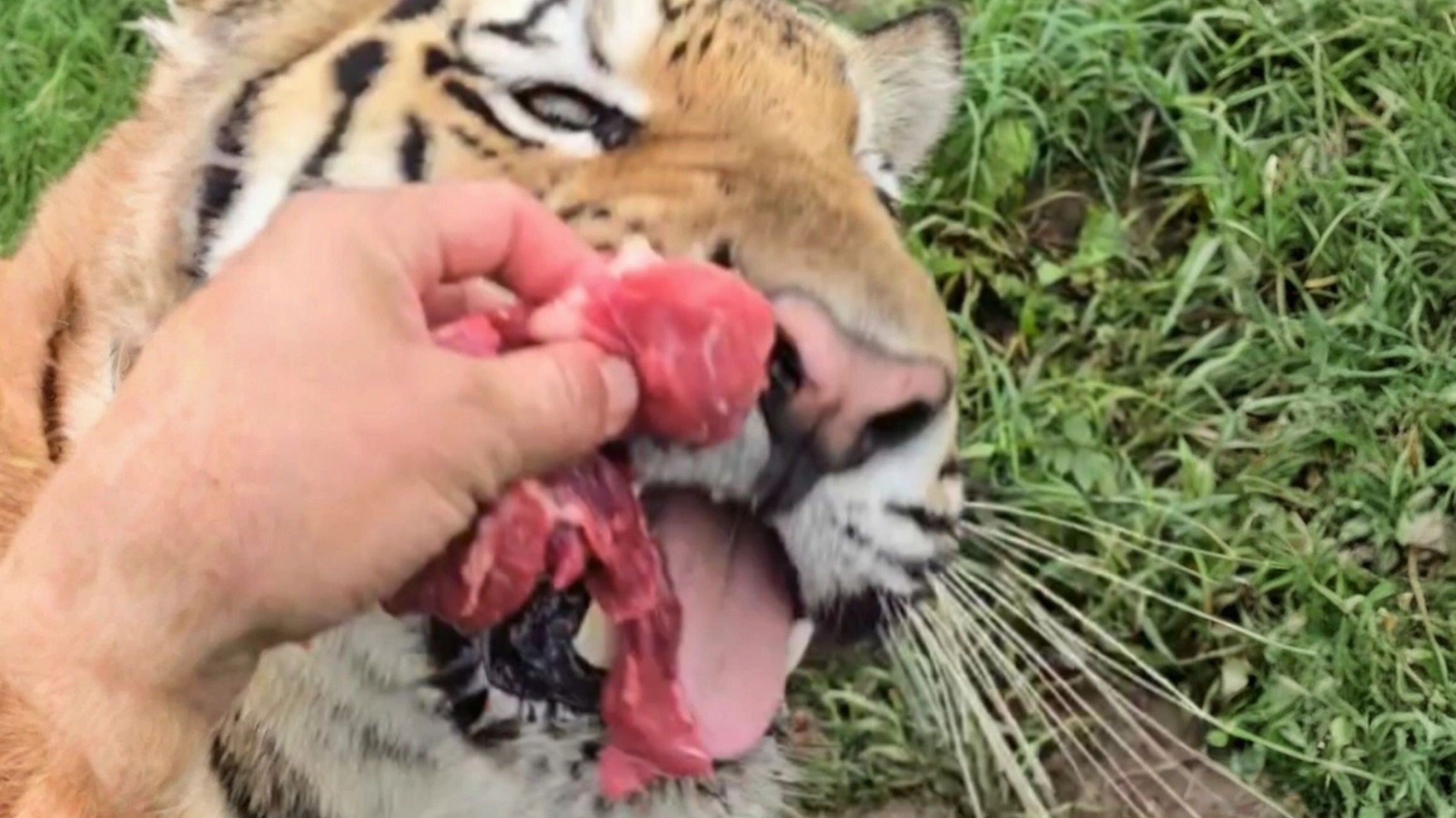 给大橘猫喂肉肉，有手就行