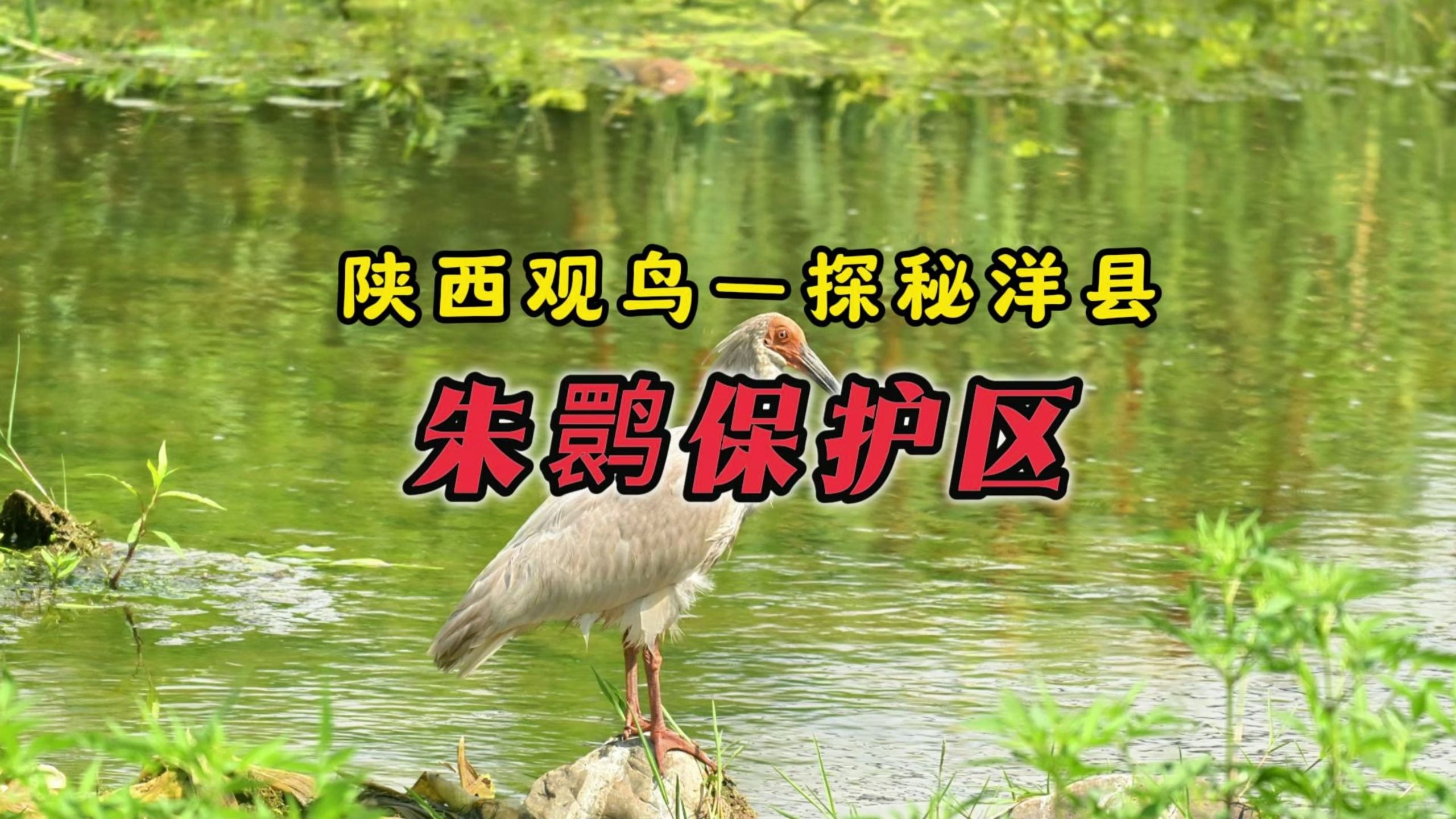 陕西观鸟——探秘洋县朱鹮保护区