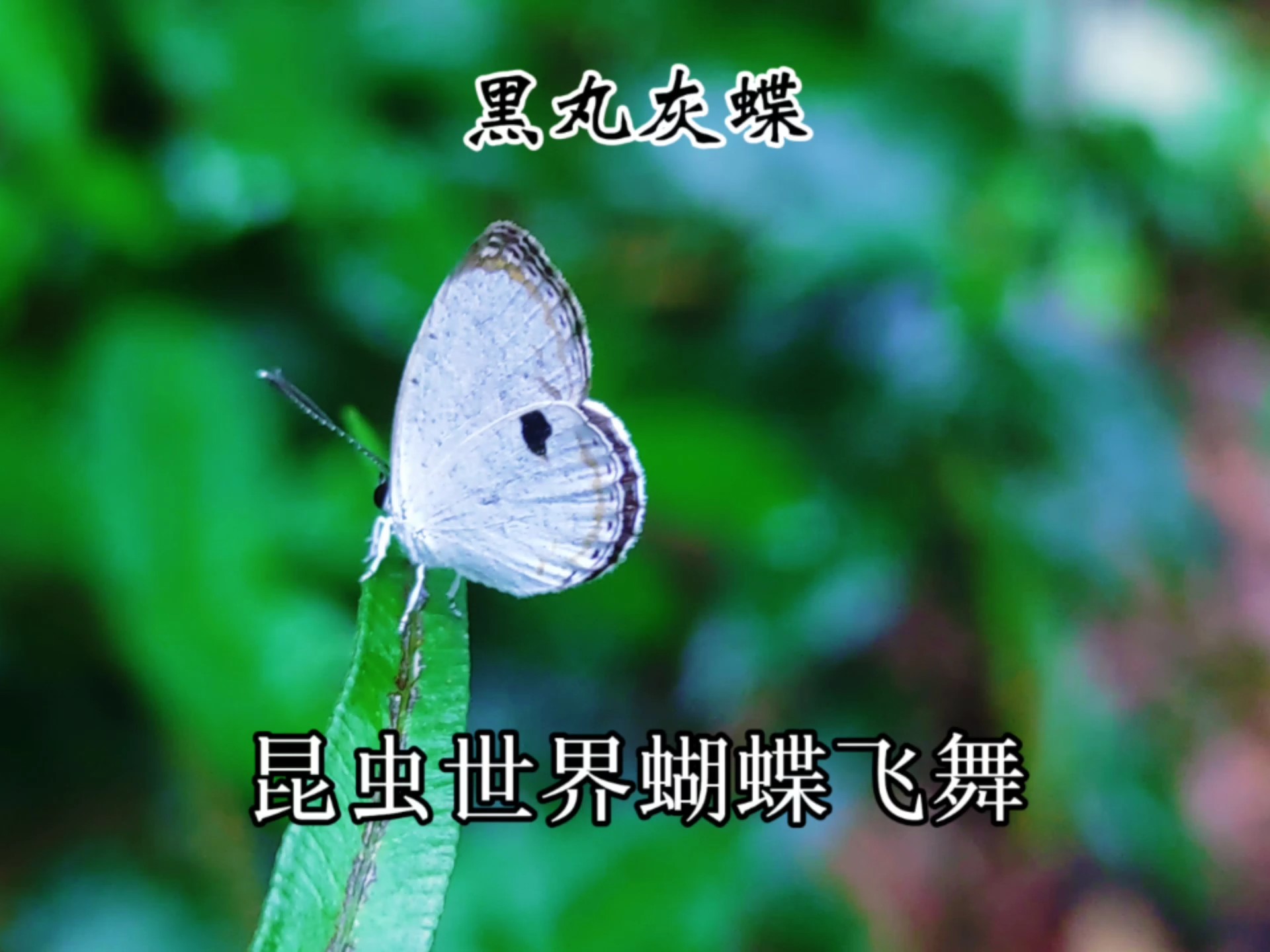 昆虫世界蝴蝶飞舞白色小蝶黑丸灰蝶