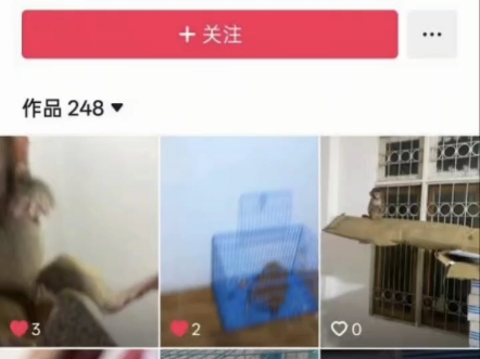又发现了一个养猴的博主有兴趣的话可以去看看