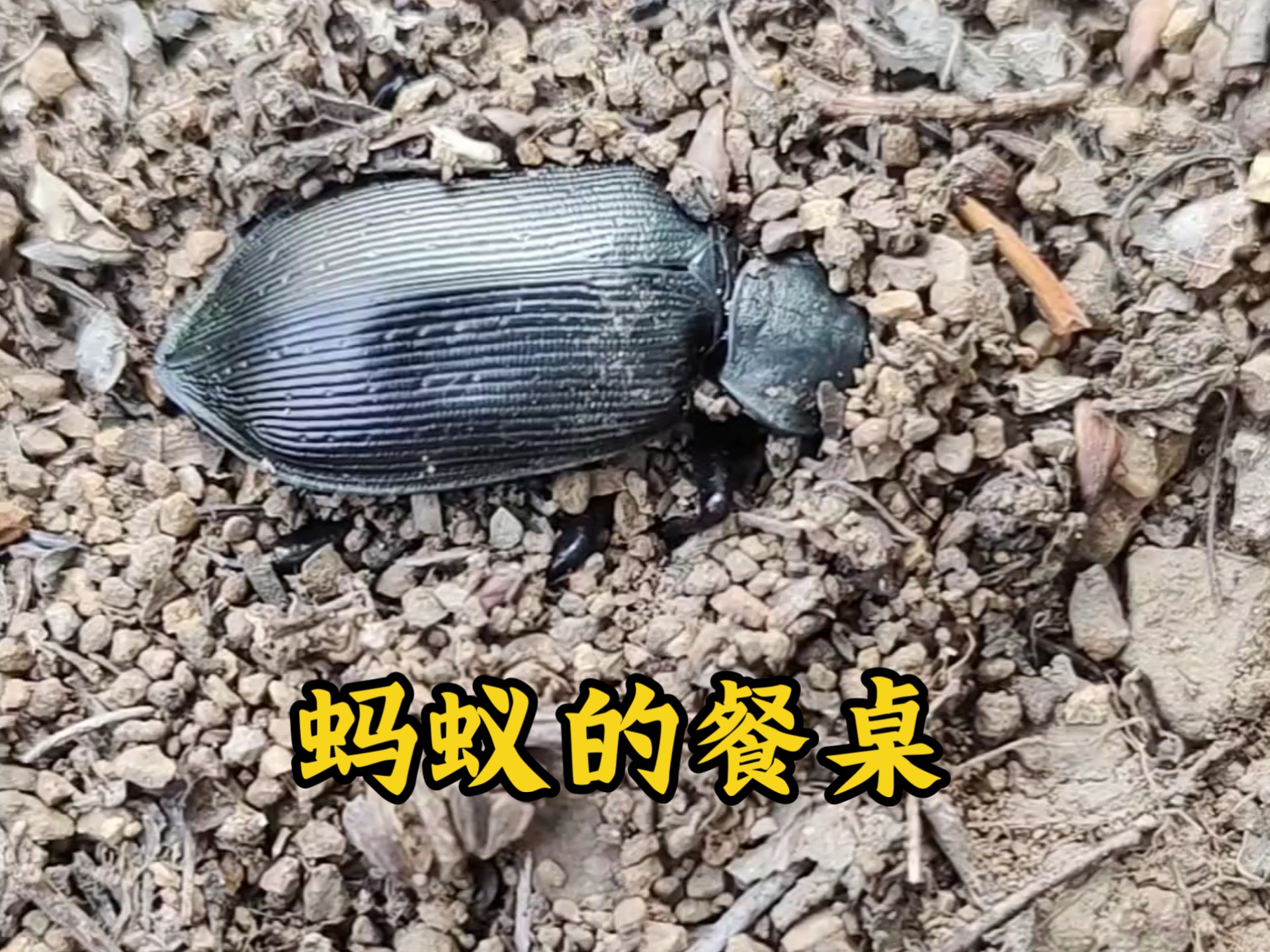 被蚂蚁吃空的甲虫