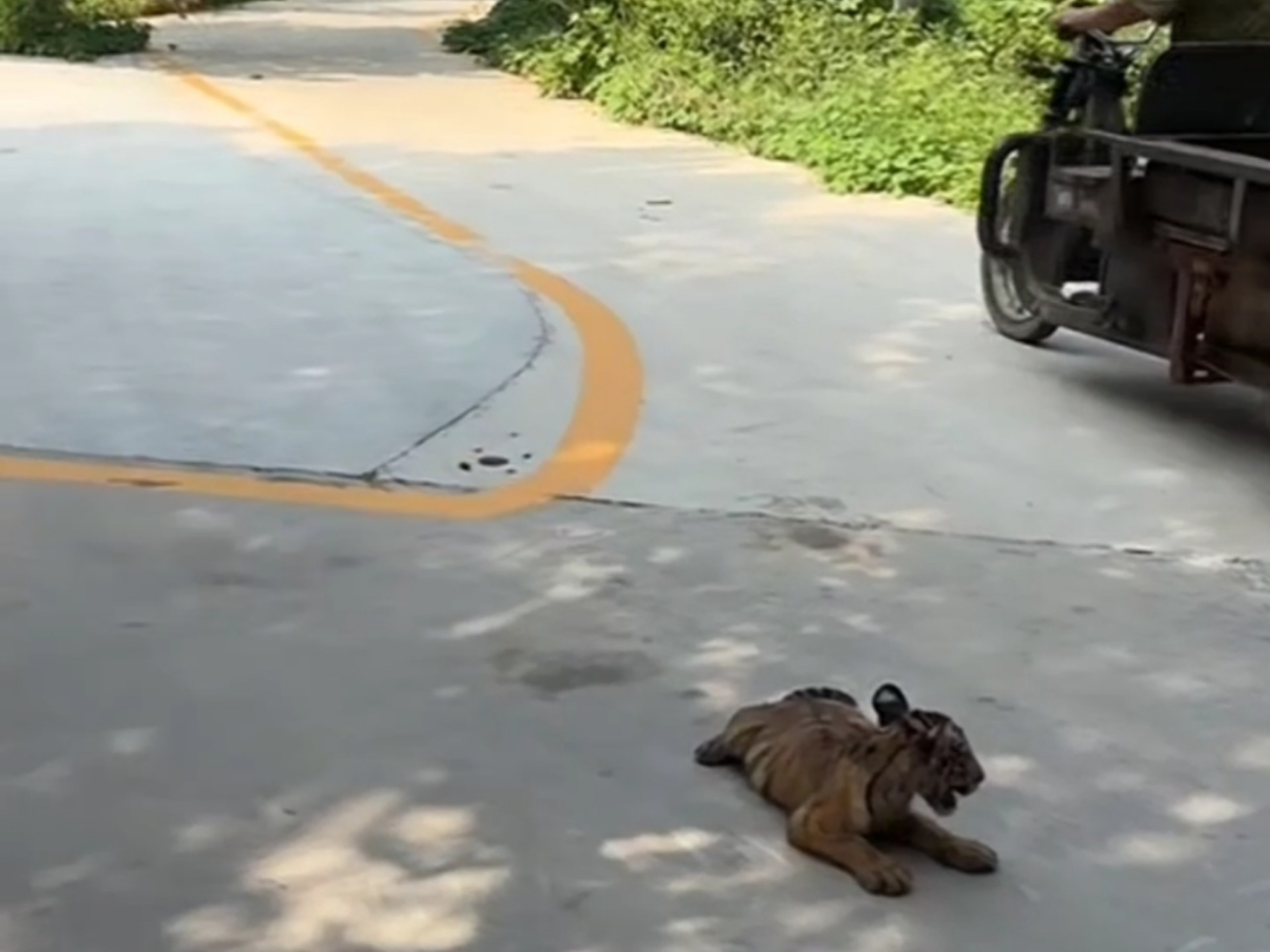永不应激小番茄
