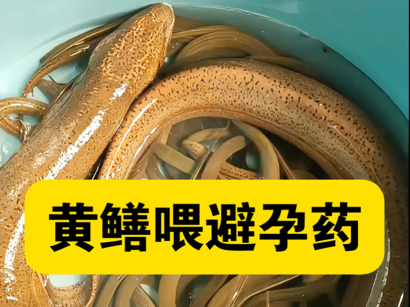 太可怕了，黄鳝又肥又大是不是喂药了