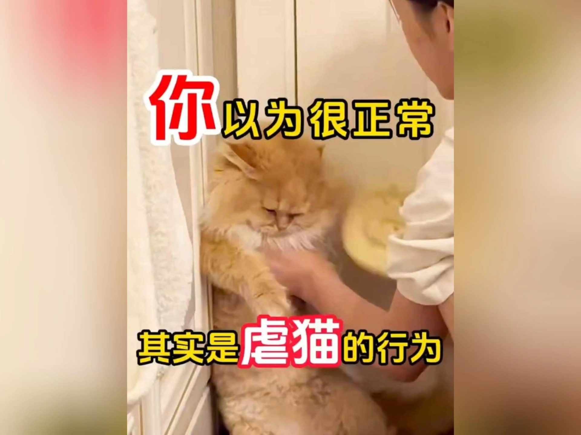 这些网红逗猫法千万别模仿，这是在虐猫！