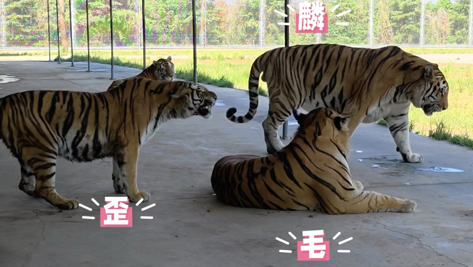 歪：麟哥来了 趁机弄毛一下子