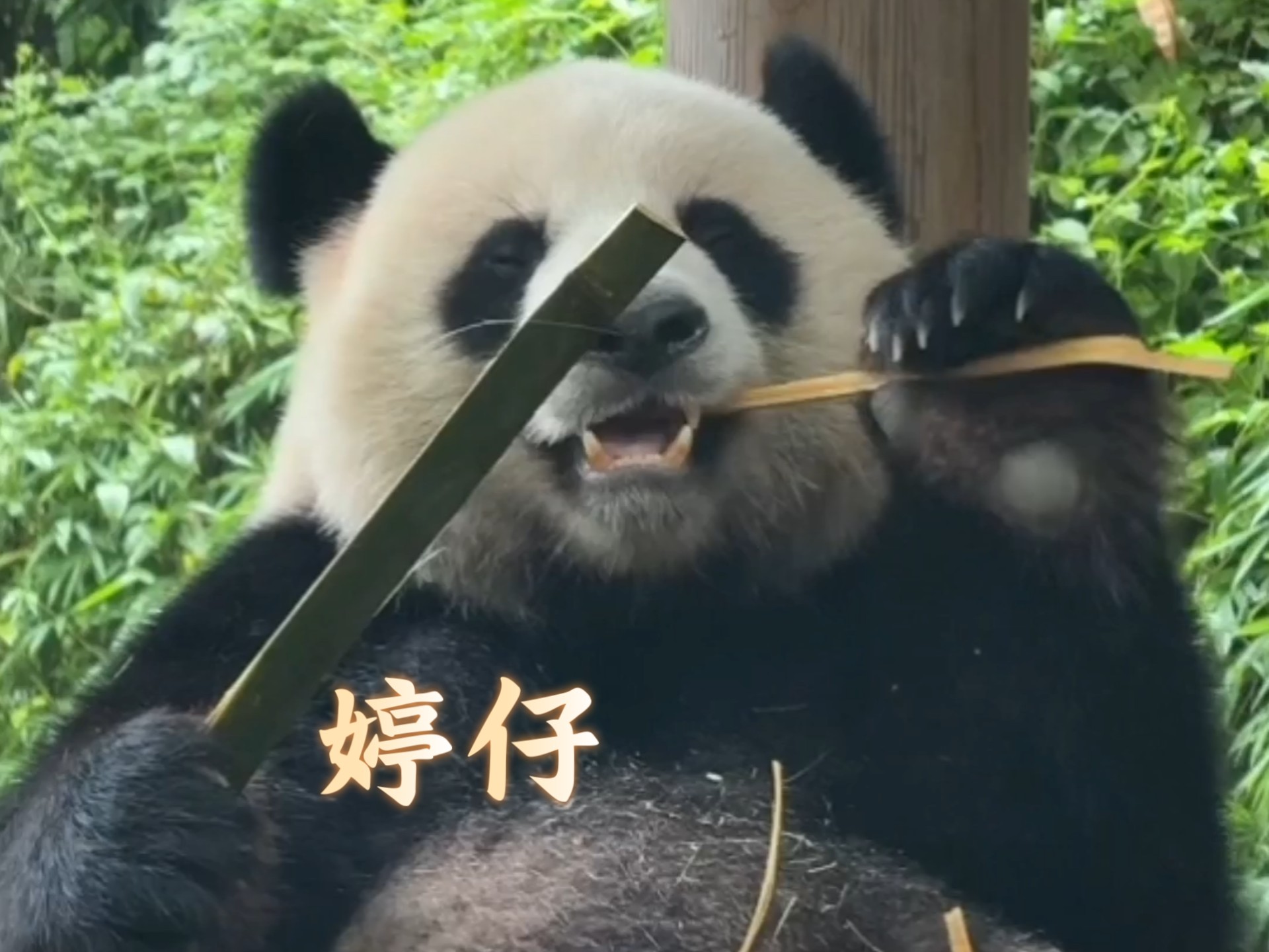 婷仔:干饭熊从不emo,毕竟吃饱了才有力气抓“乌鸫”