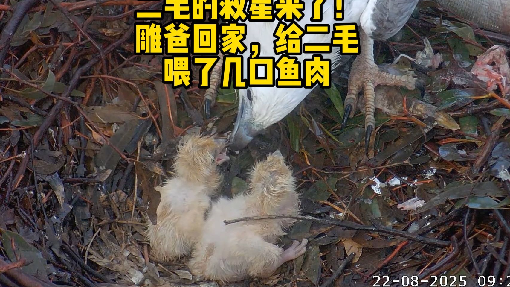 二毛的救星来了！白腹海雕爸爸回家，给二毛喂了几口鱼肉