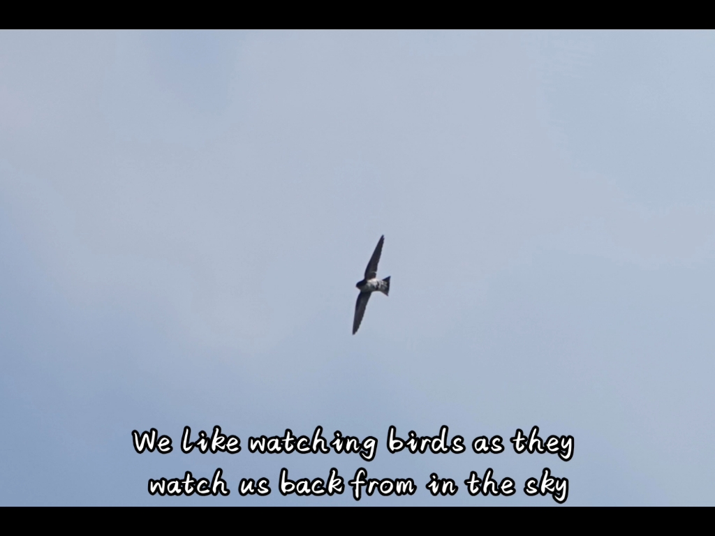 鸟！we like Watching birds～