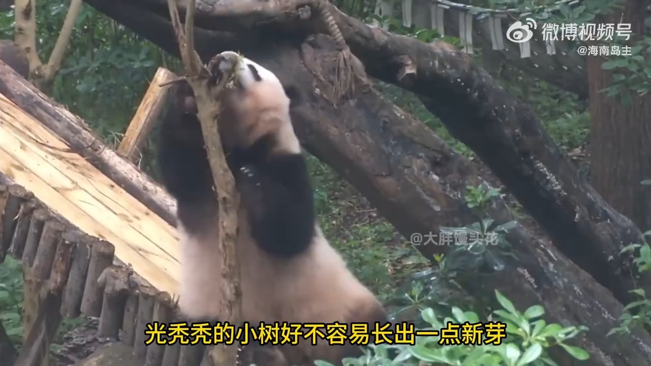 花花被和叶猛吸表情太搞笑了