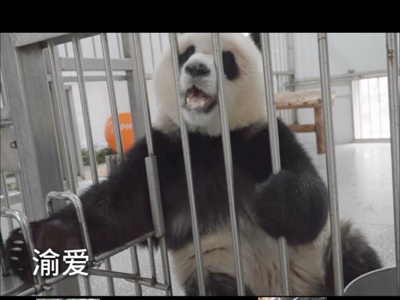 渝爱熊生第一个特殊的1️⃣0️⃣0️⃣天，永远是那个又萌又拽的天使