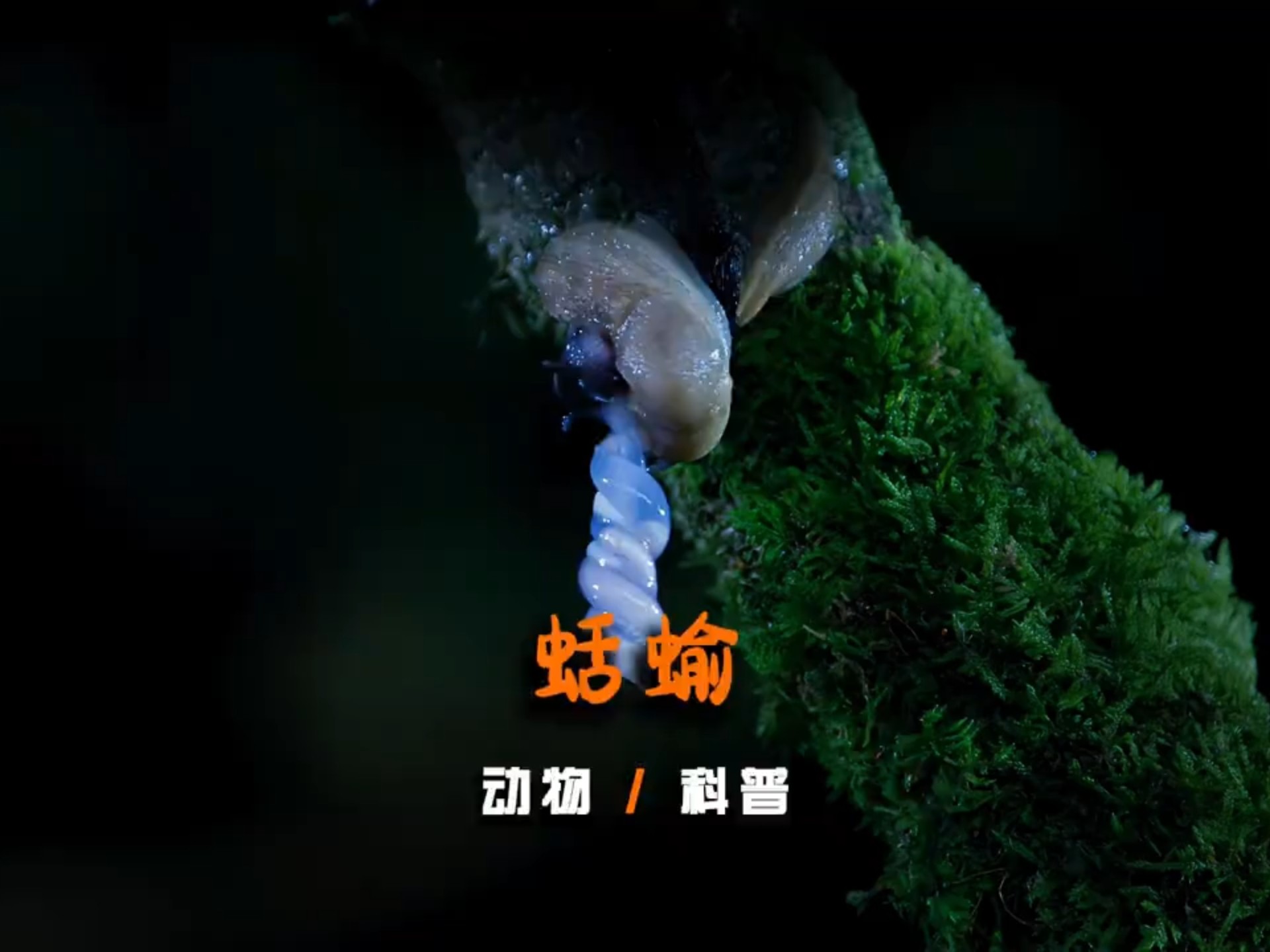 神奇的蛞蝓，生存和繁衍都极具特色#动物世界