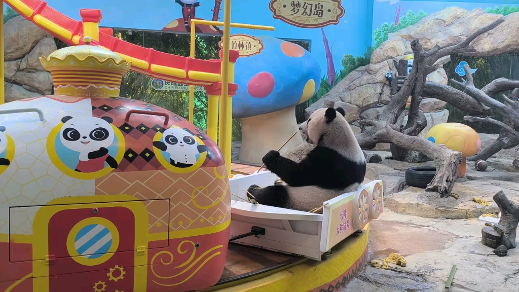 大熊猫酷酷坐火车吃美食，这简直神仙日子啊#大熊猫酷酷坐小火