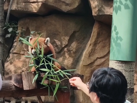 #北京野生动物园小熊猫