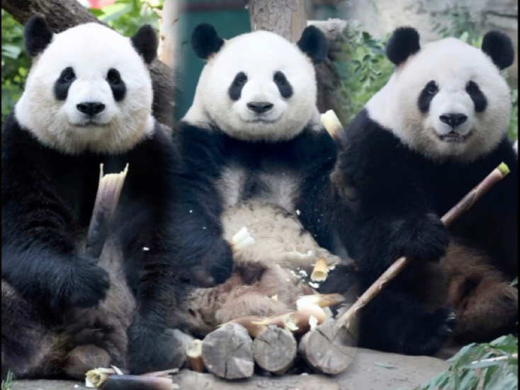 北动三巨头兄妹！你能分得清谁是谁吗？