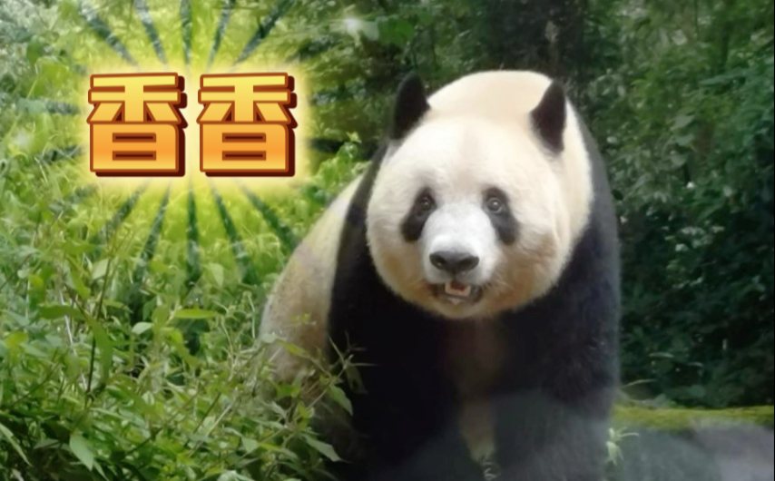 【刚才的香香】2025.8.19 集体生日，被硬控了一天半的前线粉丝