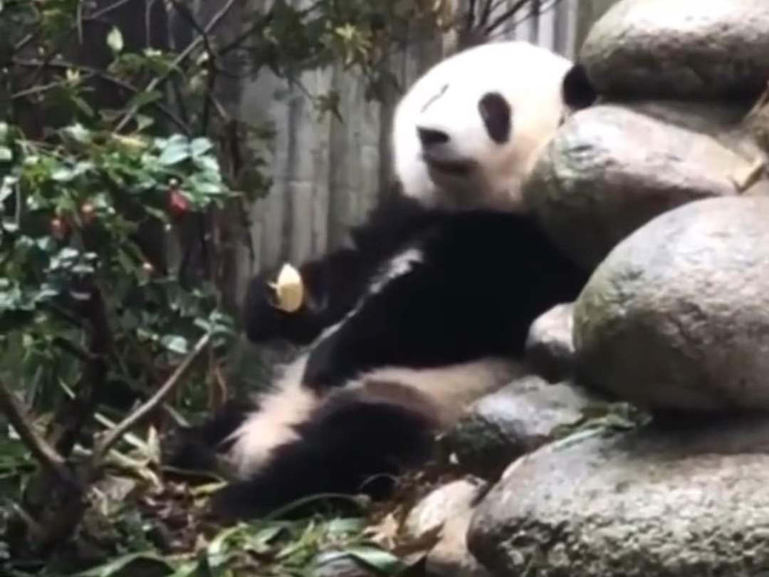 大熊猫和花吃小苹果的搞笑场面